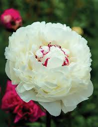 Paeonia Boulde de Niege C3,5