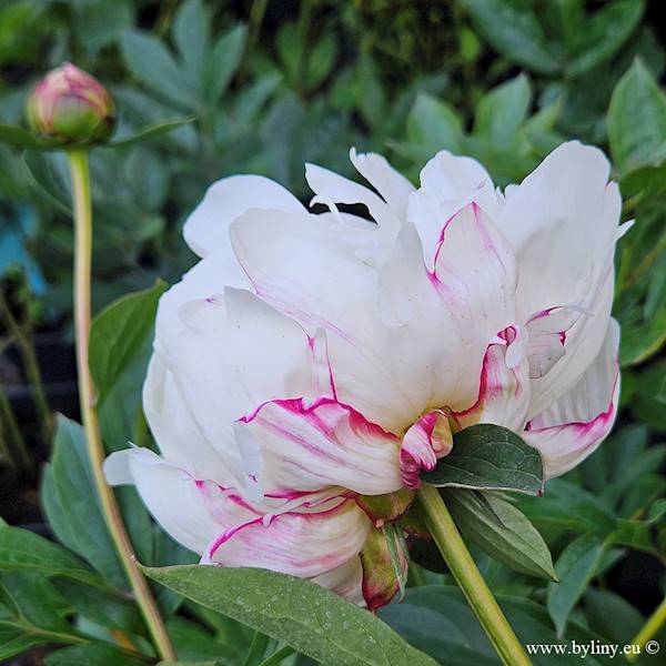 Paeonia Boulde de Niege C3,5