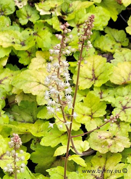 Heucherella hybrida Stoplight ® C1,5