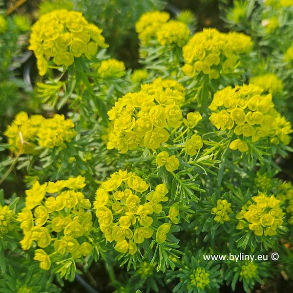 Euphorbia deflexa C1,5