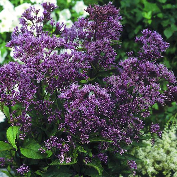 Eupatorium Phantom ®  C3