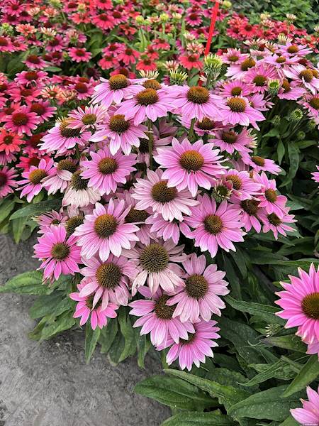 Echinacea purpurea Pearl Light Pink ® C1,5