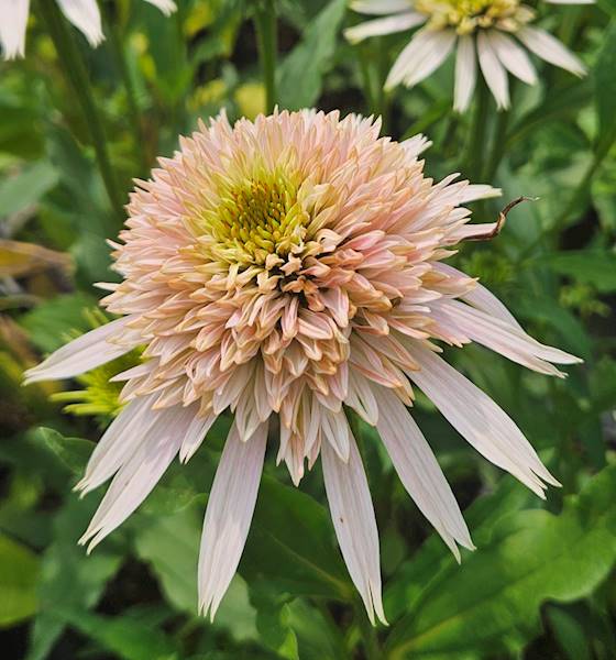 Echinacea purpurea Cherry Fluff ® C1,5