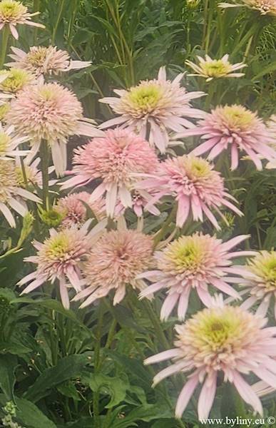 Echinacea purpurea Cherry Fluff ® C1,5