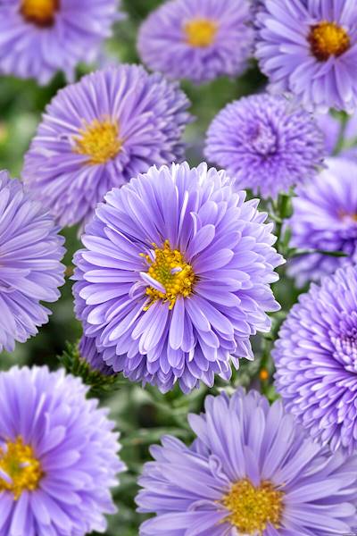 Aster novi-belgii Marie Ballard C1,5
