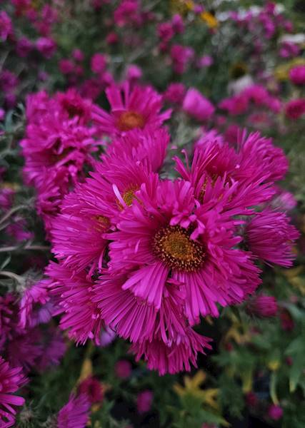 Aster hybrida Andenken am Alma Pötschke C3