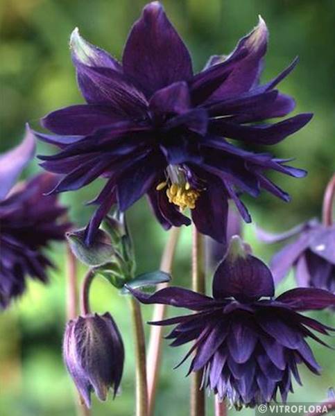 Aquilegia vulgaris Black Barlow C1,5