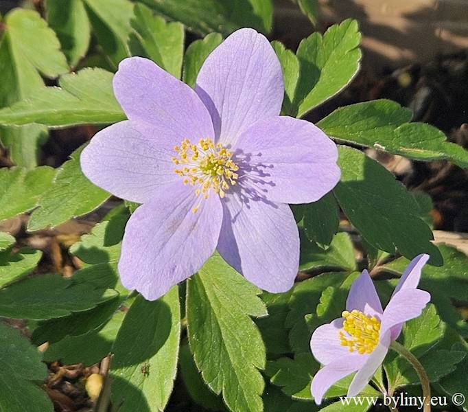 Anemone nemorosa Robinsoniana p9