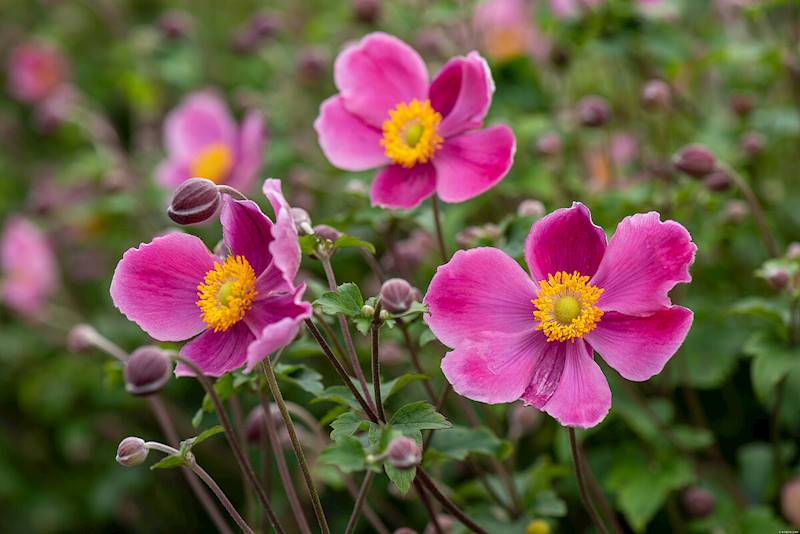 Anemone hupehensis Splendens C2