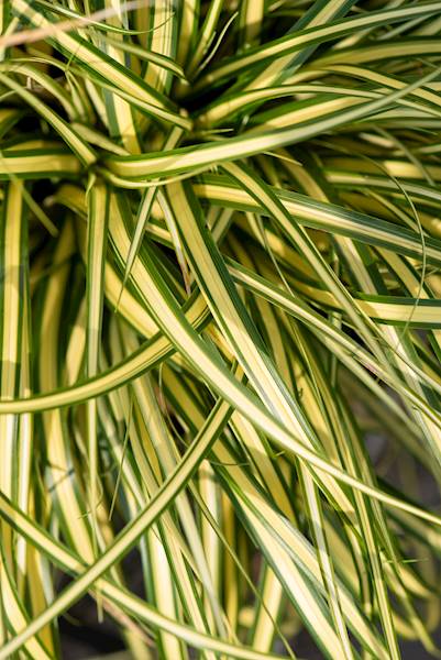 Carex oshimensis Maxigold ® C1,5