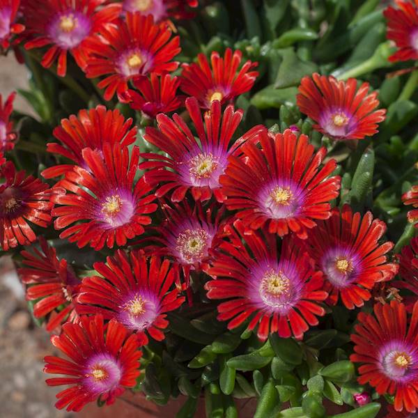 Delosperma hybrida Sundella ®  Red C1,5