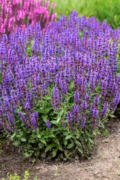 Salvia nemorosa Sensation Deep Blue Imp.® C1,5