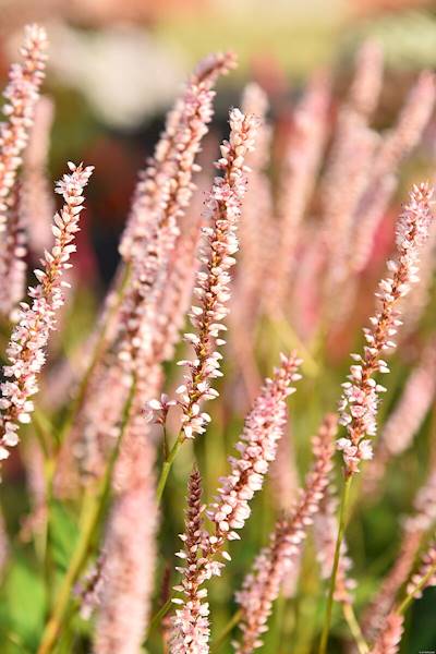 Persicaria amplexicaulis JS Misty Morning ® C1,5