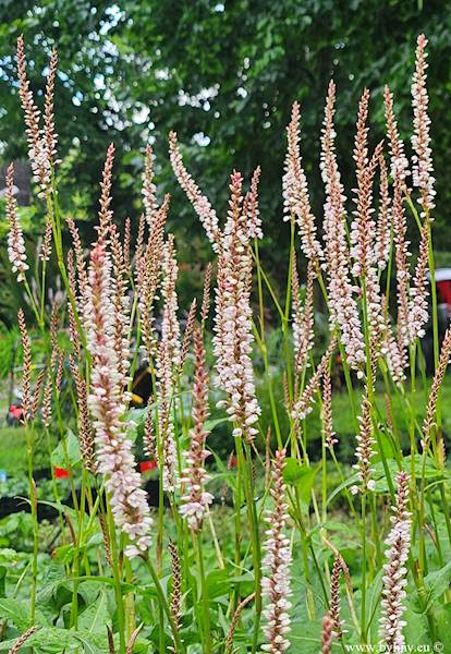 Persicaria amplexicaulis JS Misty Morning ® C1,5