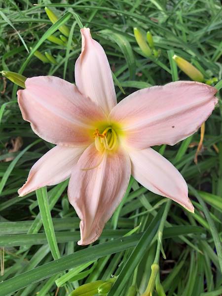 Hemerocallis Winsome Lady C1,5