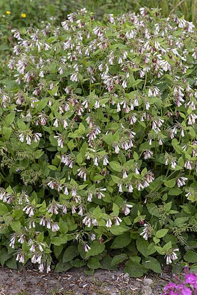 Symphytum grandiflorium Hidcote Blue C1,5