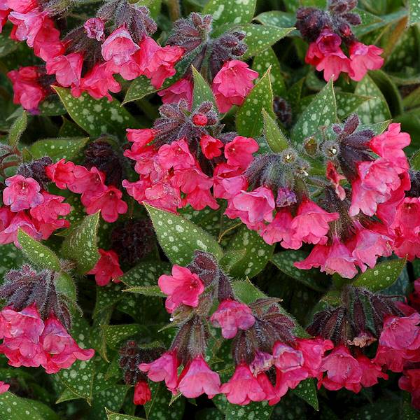 Pulmonaria hybrida Shrimps on the Barbie ® C1,5