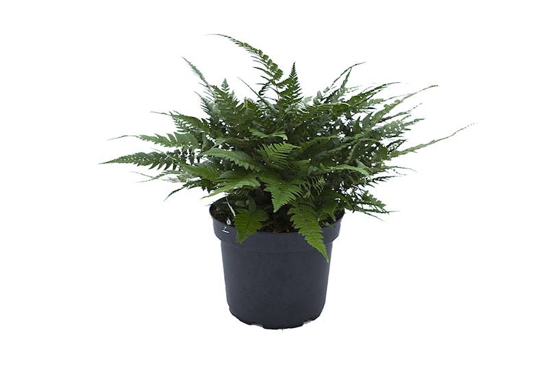 Polystichum biaristatum p11