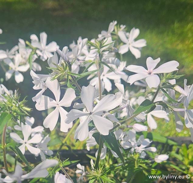 Phlox divaricata May Breeze C1,5