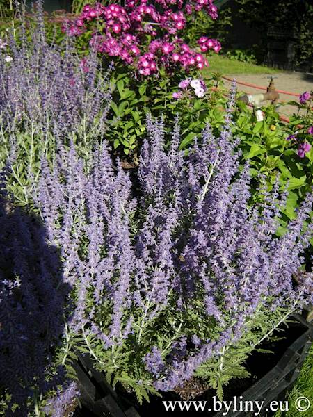 Perovskia atriplicifolia Blue Spire p11