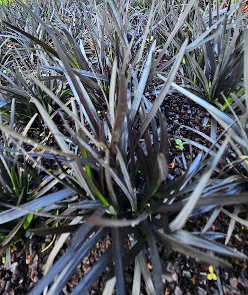 Ophiopogon planiscapus Nigrescens p9