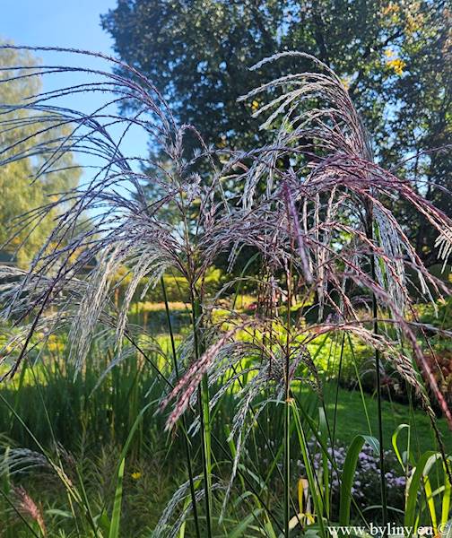 Miscanthus sinensis Memory C2