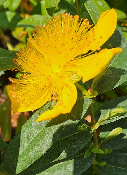 Hypericum calicynum C2
