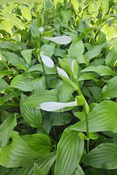 Hosta plantaginea Royal Standard C1,5