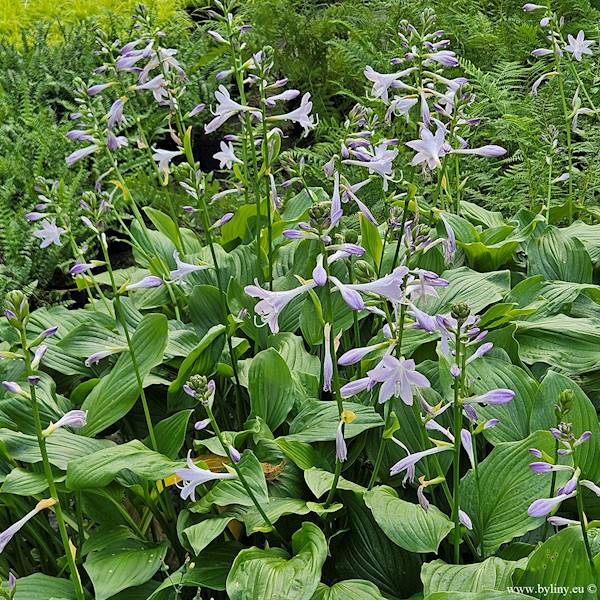 Hosta plantaginea zielona C1,5