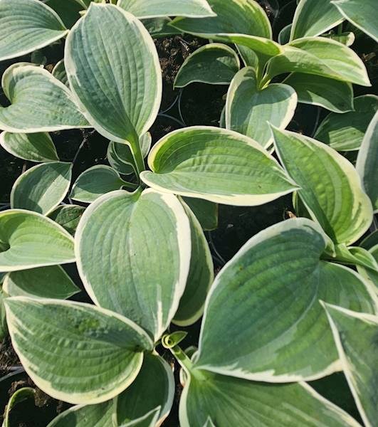 Hosta hybrida Barbara Ann C1,5