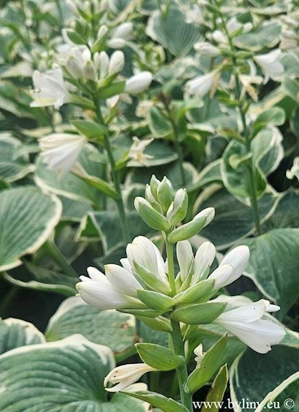 Hosta hybrida Barbara Ann C1,5