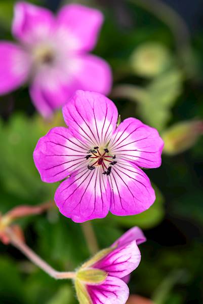 Geranium hybrida Kelly Anne C1,5