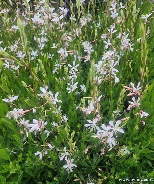 Gaura lindheimeri Whirling Butterflies p11