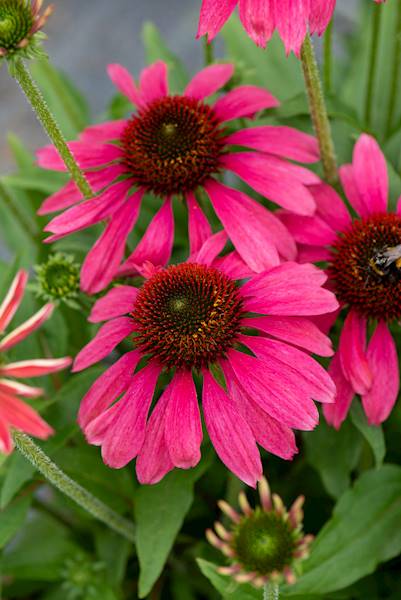 Echinacea Pearl Magenta ® C1,5