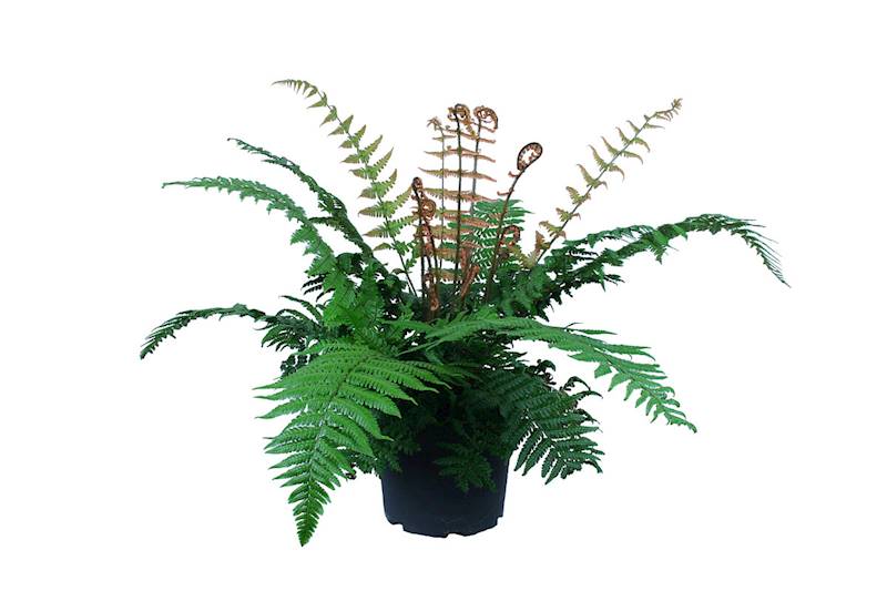 Dryopteris wallichiana Jurassic Gold C1,5