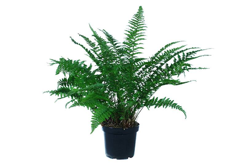 Dryopteris filix - mas Barnesii C1,5