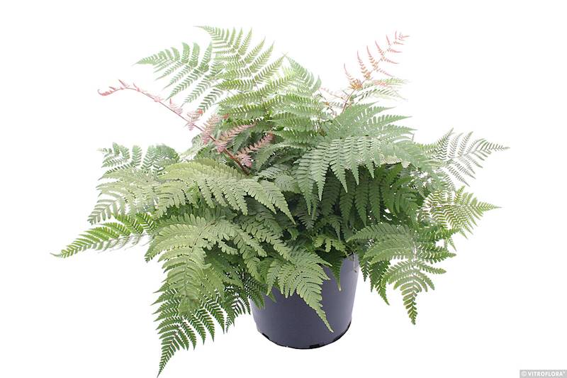 Dryopteris erythrosora Compact C1,5