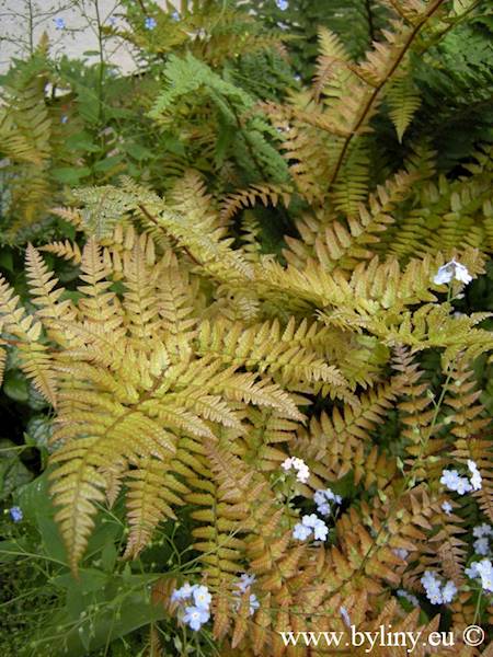 Dryopteris erythrosora C1,5