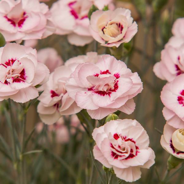 Dianthus plumarius Angel of Virtue ® p11