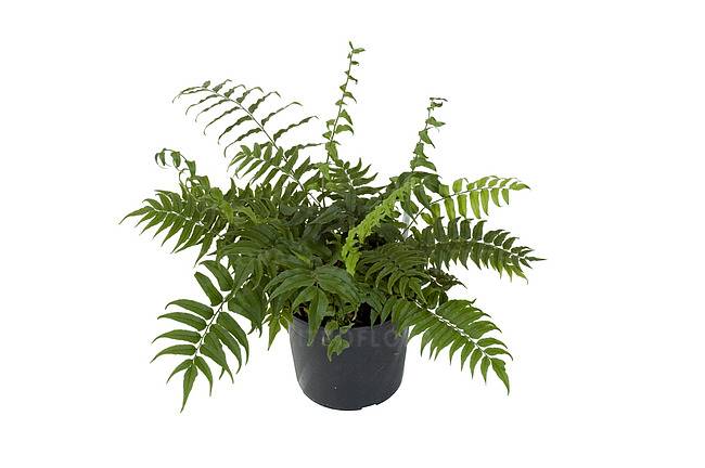 Cyrtomium fortunei Clivicola C1,5