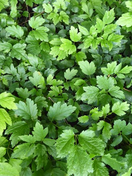 Cimicifuga simplex White Pearl C1,5