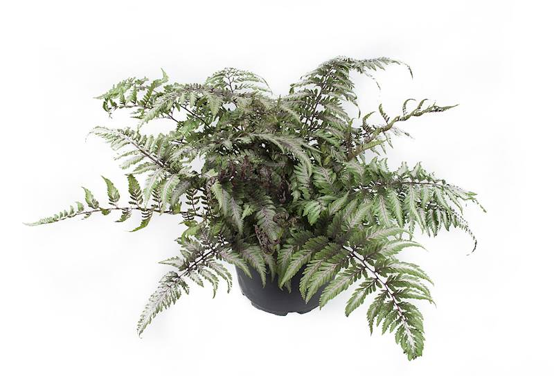 Athyrium nipponicum Pictum C1,5