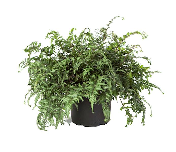 Athyrium nipponicum Apple Court p11