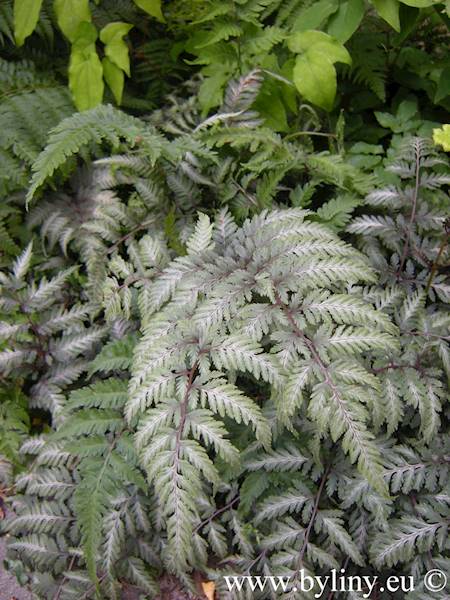 Athyrium niponicum Red Beauty p11