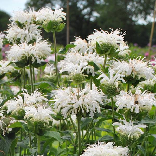 Monarda Bee Bright ® C2