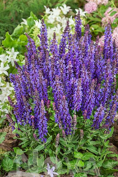 Salvia nemorosa Blue Bouquetta C1,5