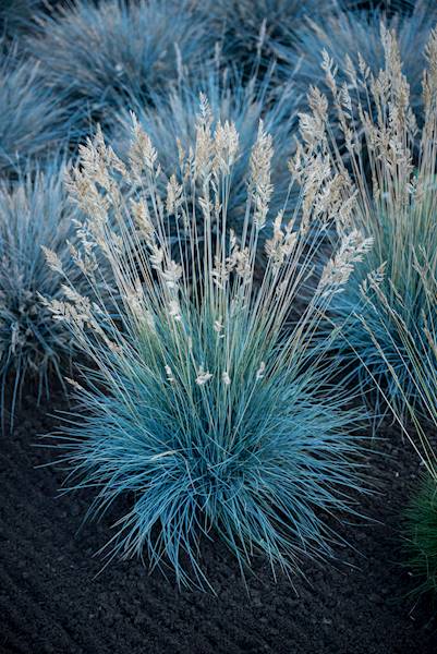 Festuca glauca Azurit p11