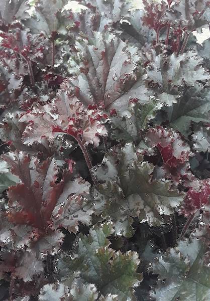 Heuchera Dark Secret  ® C2