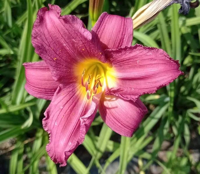 Hemerocallis Purple de Oro C2
