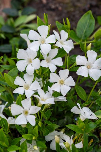 Vinca minor Elisa p9